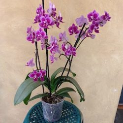 Phal Orquídeas Y Flores Exóticas