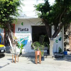 Planta