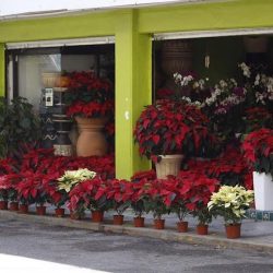 Plantas Vivas