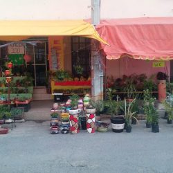 Plantas Y Arreglos Para Eventos