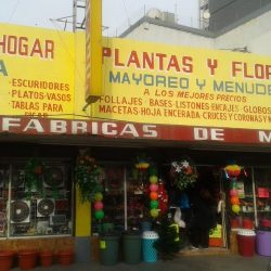 Plantas Y Flores