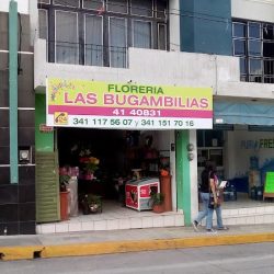 Plantas Y Flores Las Bugambilias