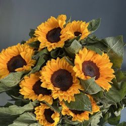 Pollen