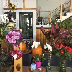 Poppy Flowers Studio