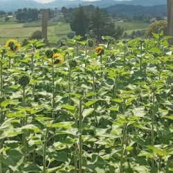 Productores De Girasol