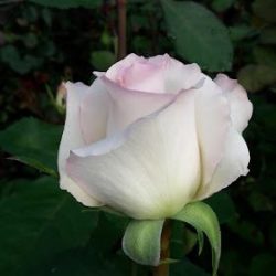 Productores De Rosas Torres