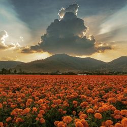 Rancho San Antonio