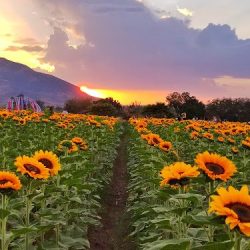 Rancho San Juan Diego - Recorridos De Flores (cempasúchil Y Girasol)