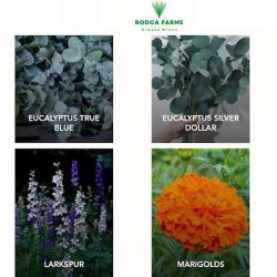 Rodca Farms