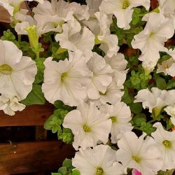 Rouse Plantas Y Flores