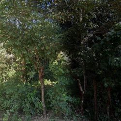 Ruta Indigena