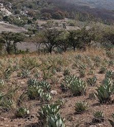 San Diego La Mesa