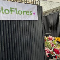 Solo Ramos Rosas