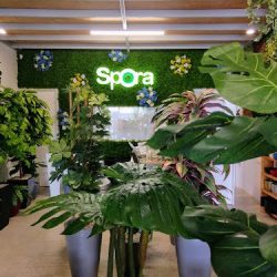 Spora Cancun Plantas Artificiales