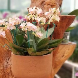 Tahi Orquideas Y Flores Exoticas