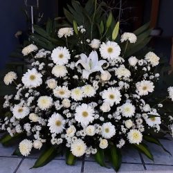 Tiempo De Flores Casablanca