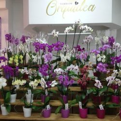 Tierra De Orquídea Floreria