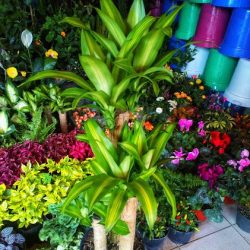 Todo Para Su Jardín "emmanuel"