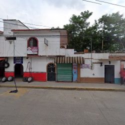 Tulipan