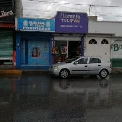 Tulipan