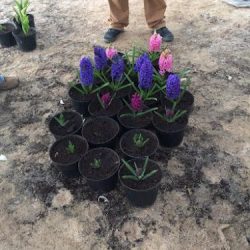 Tulipanes Chalgatongo