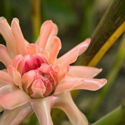 Únicos Y Exclusivos Arreglos Florales