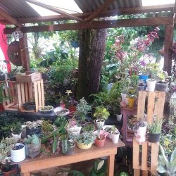 Venta De Flores Catita