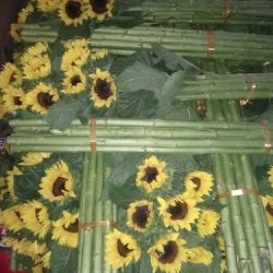Venta De Girasoles
