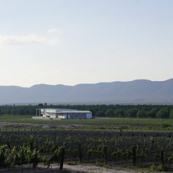 Vino San Juan De La Vaqueria