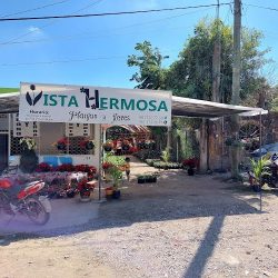 Vista Hermosa Plantas Y Flores