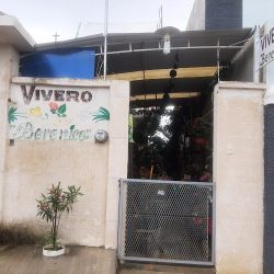 Vivero Berenice