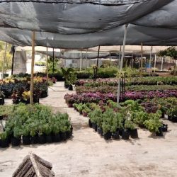 Vivero Cosmoflor