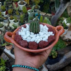 Vivero Coyuca