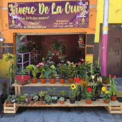 Vivero De La Cruz