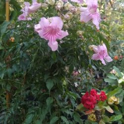 Vivero Del Valle De Ajalpan
