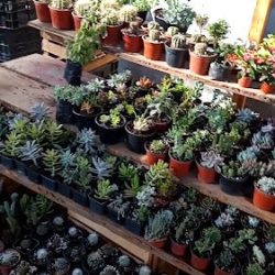 Vivero El Edén Oaxaca