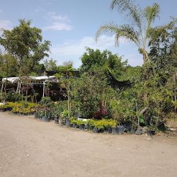 Vivero El Fresno