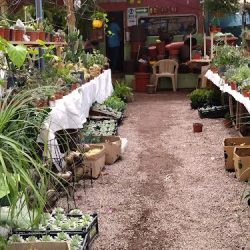 Vivero El Jarocho