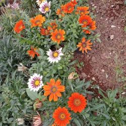Vivero El Rayo