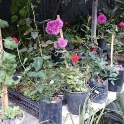 Vivero El Rincon De Nena