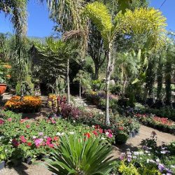 Vivero El Tabachin
