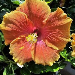 Vivero "flor De Dalia"