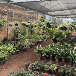 Vivero Flor De Flores