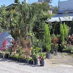 Vivero Flor De Loto