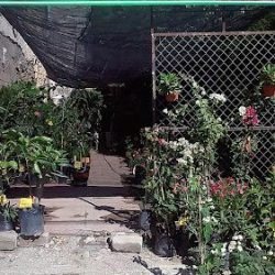 Vivero "flores"
