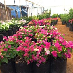 Vivero Flores Del Alma
