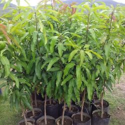 Vivero Forestal Ebenezer