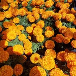 Vivero G.a