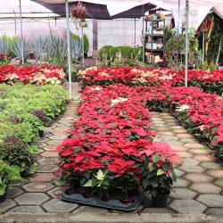 Vivero "kerrii Flowers"