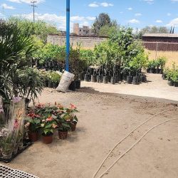 Vivero La Pasadita